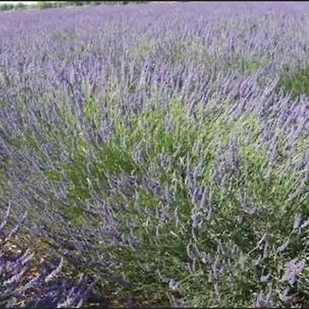 Provençale Avec Jardin Et Parking Pour 4 Personnes Près Du Centre De - Fr-1-822-17 *