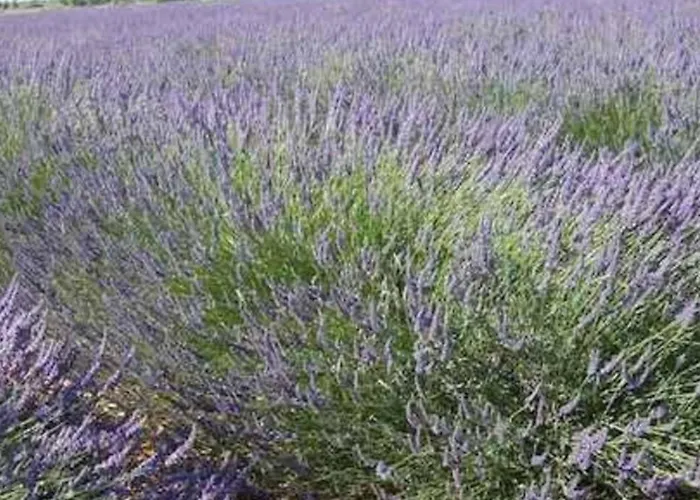 Provençale Avec Jardin Et Parking Pour 4 Personnes Près Du Centre De - Fr-1-822-17 *